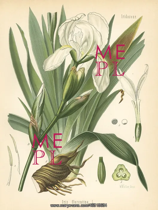 : White flag, Iris x germanica. White flag : White flag, Iris x germanica. White flag
