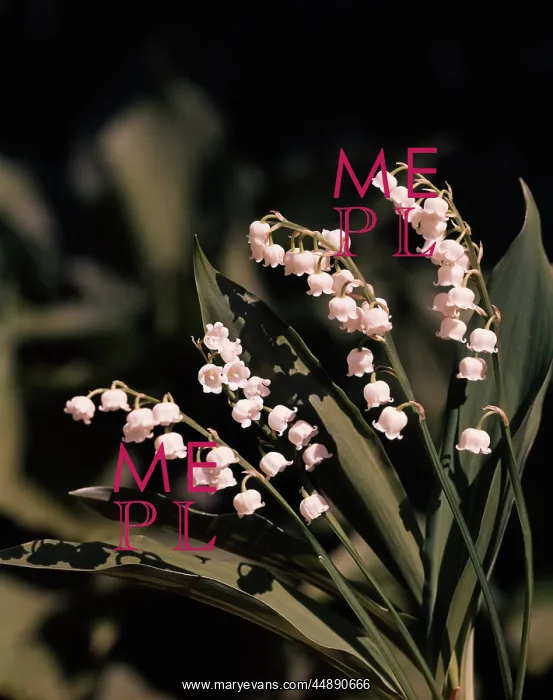 : WHITE FLOWER LILY OF THE VALLEY : WHITE FLOWER LILY OF THE VALLEY