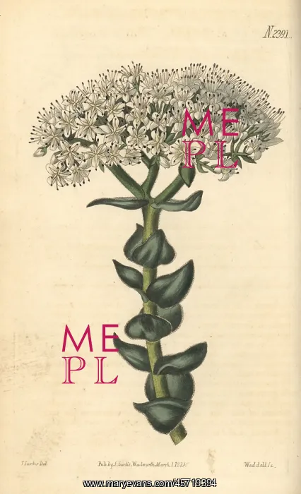 : White-flowered crassula, Crassula albiflora : White-flowered crassula, Crassula albiflora