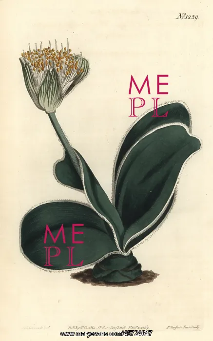 : White-flowered haemanthus, Haemanthus albiflos : White-flowered haemanthus, Haemanthus albiflos