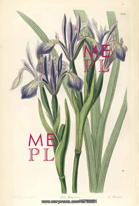: White-flowered iris or milky iris, Iris lactea : White-flowered iris or milky iris, Iris lactea