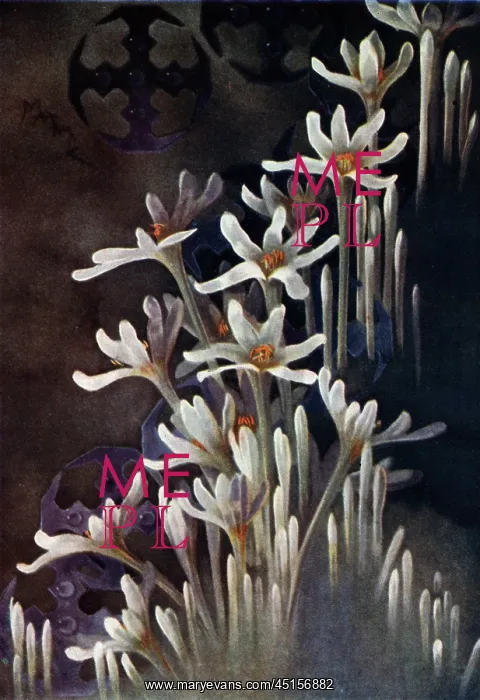 : White Flowers : White Flowers
