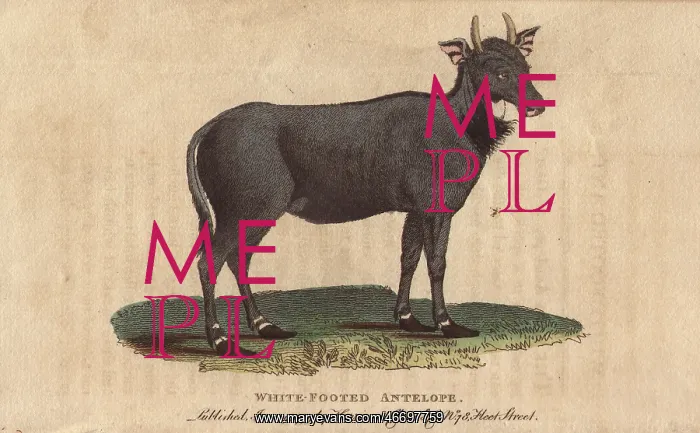: White footed antelope, Nylghau or Nilgai, Boselaphus : White footed antelope, Nylghau or Nilgai, Boselaphus