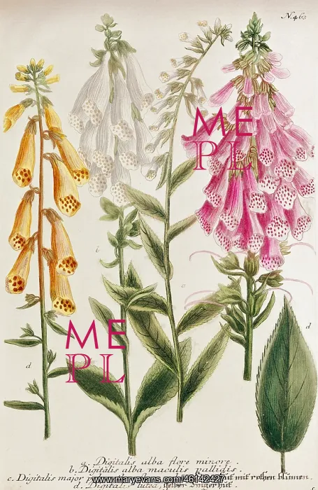  : White Foxglove