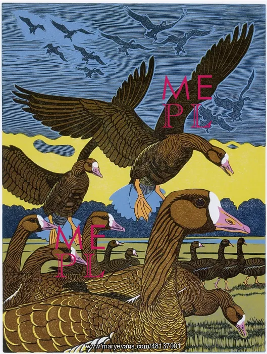 : White-fronted Geese : White-fronted Geese