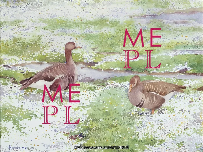 : White-fronted Geese with Daisies : White-fronted Geese with Daisies