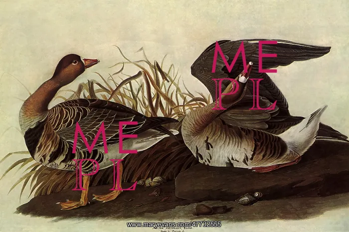 : White-Fronted Goose