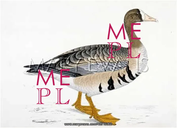 : WHITE-FRONTED GOOSE : WHITE-FRONTED GOOSE
