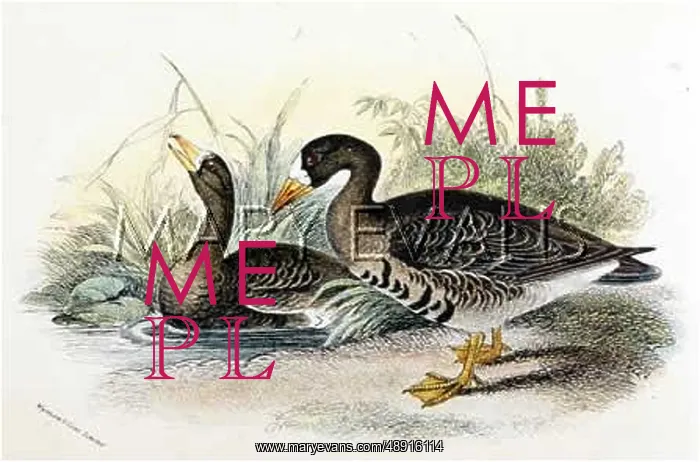  : WHITE-FRONTED GOOSE