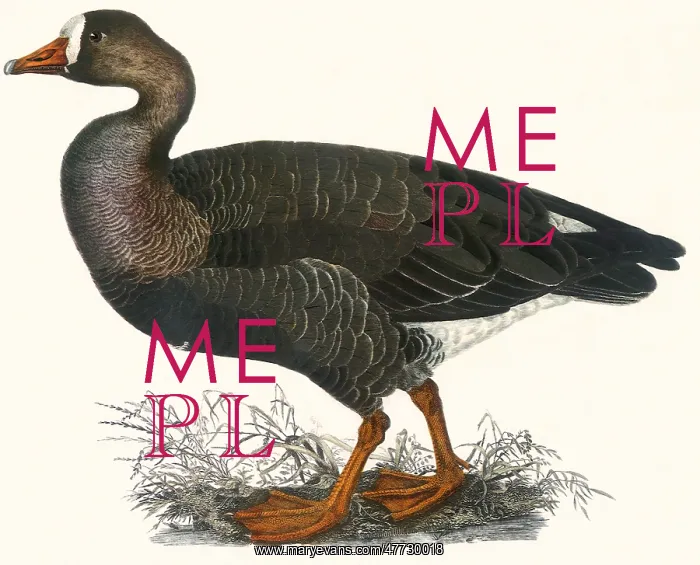 : White-fronted Goose, Anser albifrons : White-fronted Goose, Anser albifrons