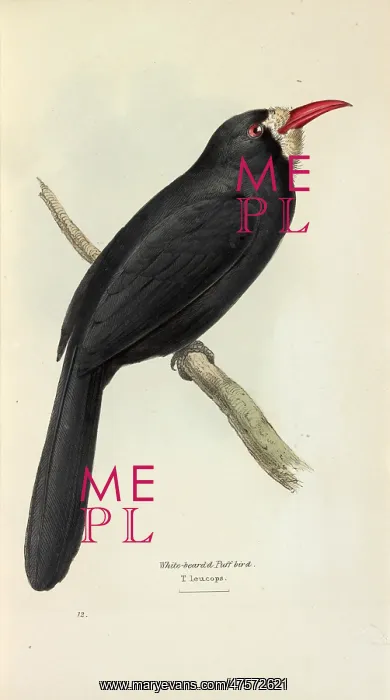 : White-fronted Nunbird : White-fronted Nunbird