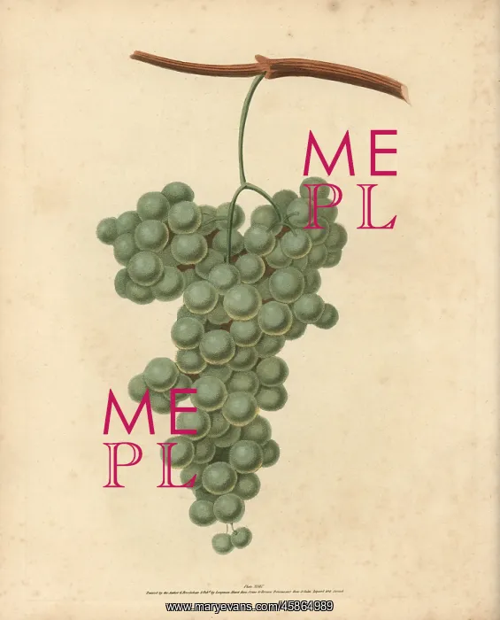 : White Frontiniac grape, Vitis vinifera : White Frontiniac grape, Vitis vinifera