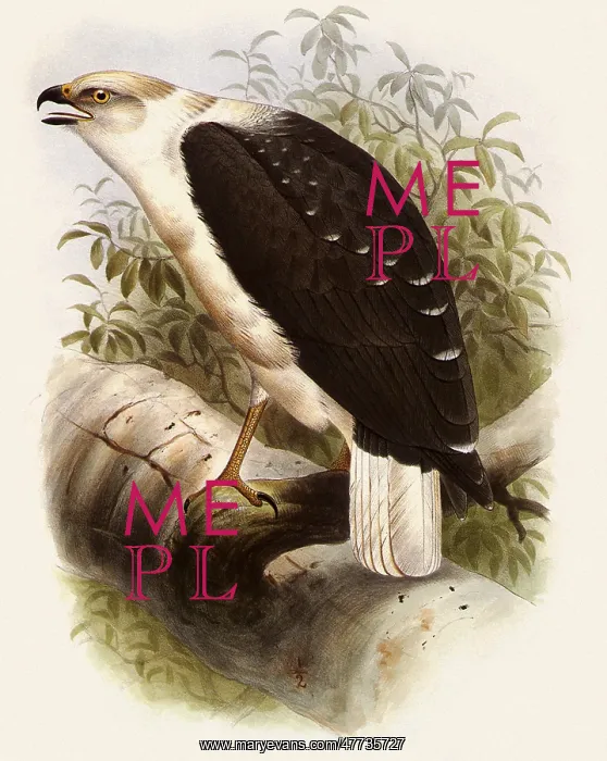  : White Hawk, Leucopternis albicollis