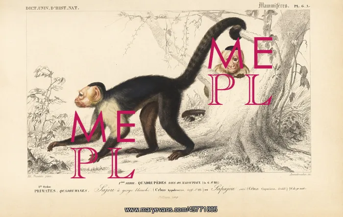 : White-headed capuchin, Cebus capucinus : White-headed capuchin, Cebus capucinus