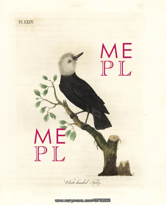 : White-headed marsh tyrant, Arundinicola leucocephala : White-headed marsh tyrant, Arundinicola leucocephala
