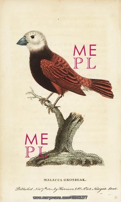: White headed munia (Malacca grosbeak), Lonchura maja : White headed munia (Malacca grosbeak), Lonchura maja