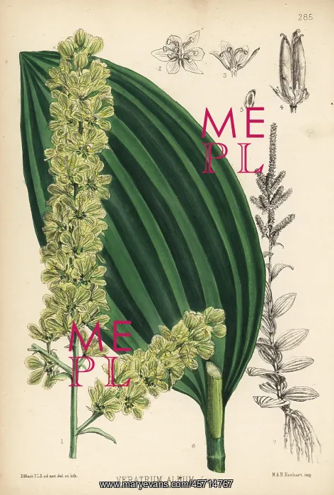 : White hellebore, Veratrum album : White hellebore, Veratrum album