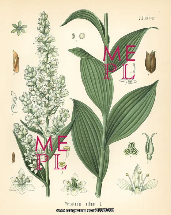 : White hellebore, Veratrum album : White hellebore, Veratrum album