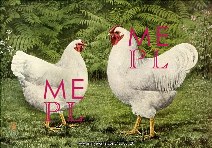 : White Hen and Rooster
