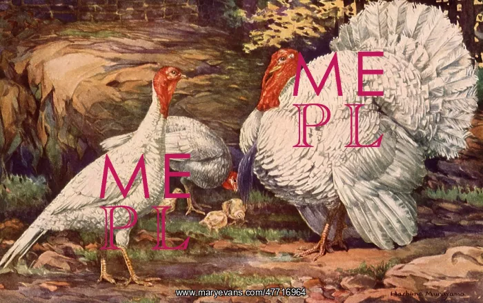  : White Holland Turkeys