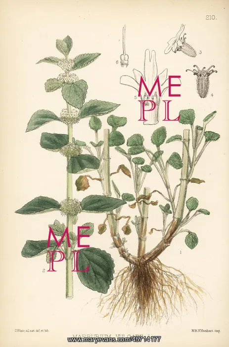 : White horehound, Marrubium vulgare : White horehound, Marrubium vulgare