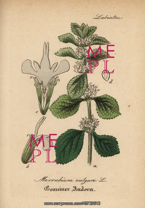 : White horehound, Marrubium vulgare : White horehound, Marrubium vulgare