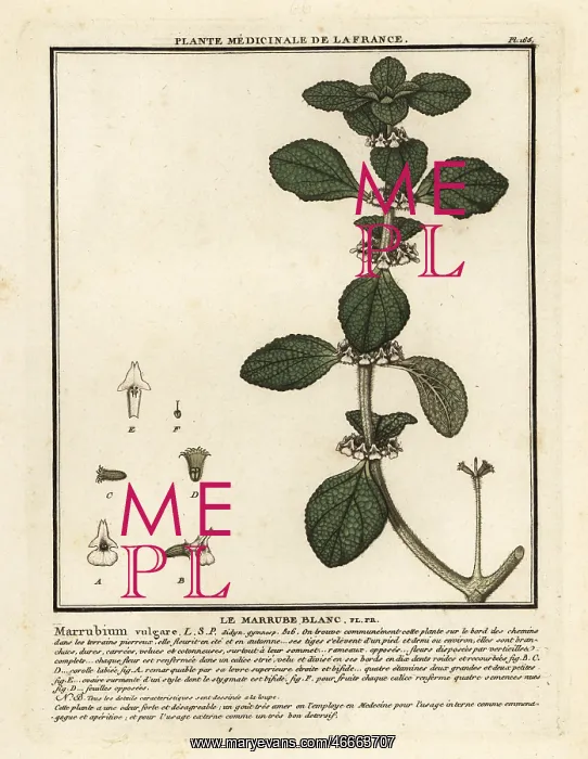 : White horehound, Marrubium vulgare : White horehound, Marrubium vulgare