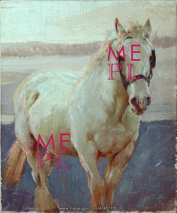 : White horse with halter : White horse with halter
