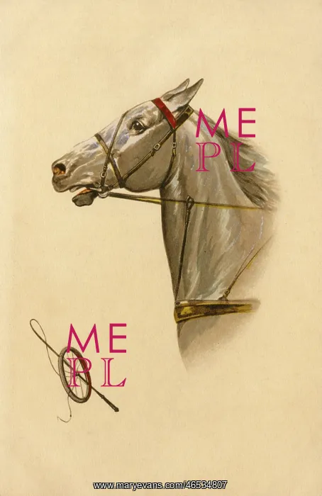 : White horse - tack : White horse - tack