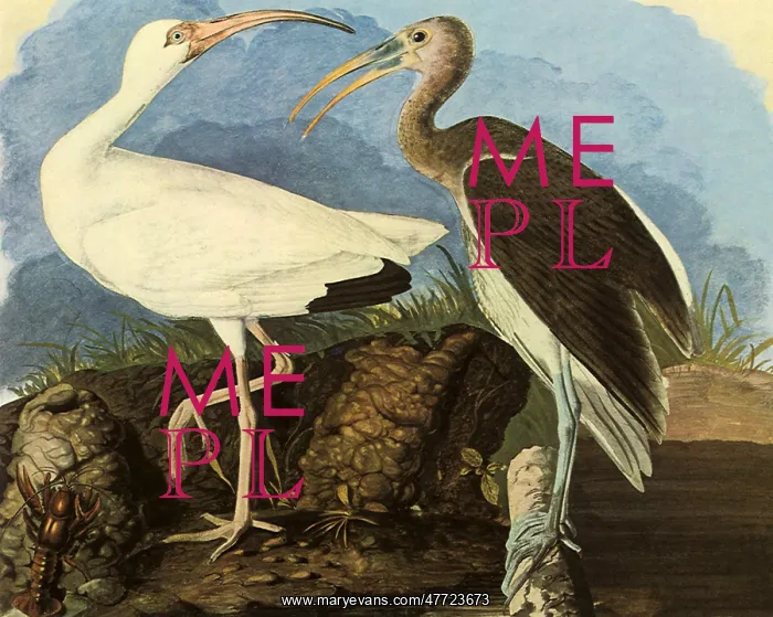  : White Ibis, Eudocimus albus