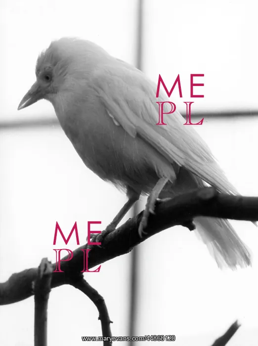 : WHITE JACKDAW : WHITE JACKDAW