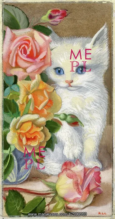  : White Kitten and Roses