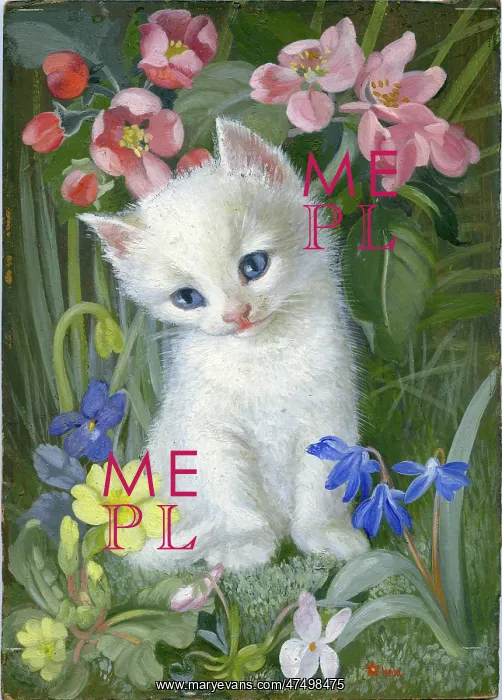 : White Kitten among spring flowers : White Kitten among spring flowers