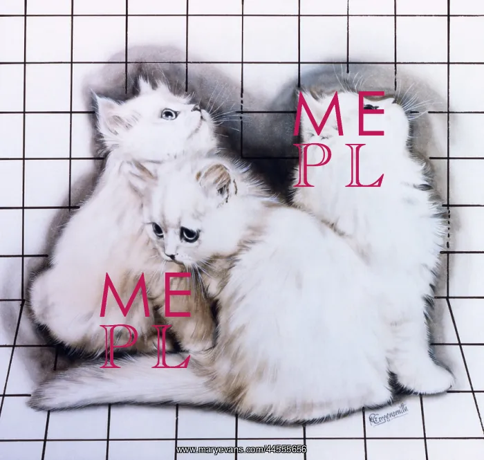 : Three white kittens : Three white kittens