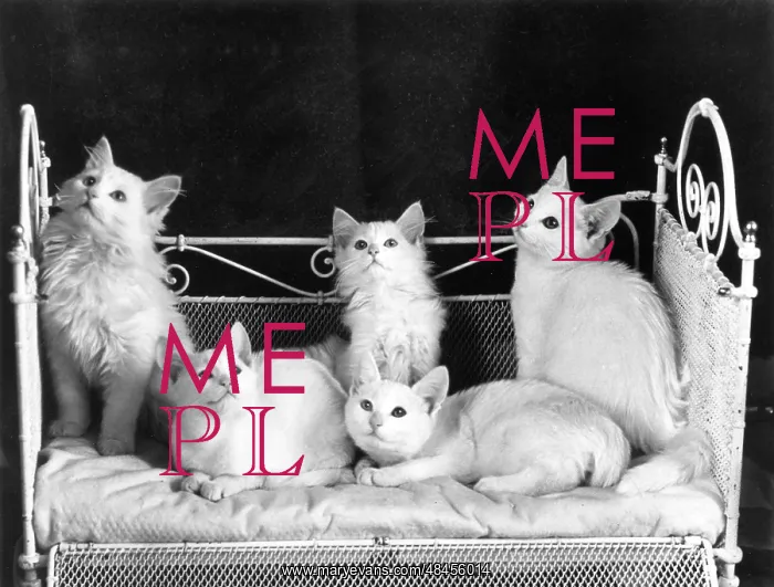 : FIVE WHITE KITTENS : FIVE WHITE KITTENS