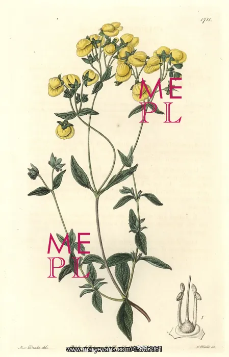 : White-leaved slipperwort or capachito, Calceolaria : White-leaved slipperwort or capachito, Calceolaria