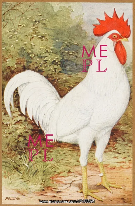: WHITE LEGHORN COCKEREL : WHITE LEGHORN COCKEREL