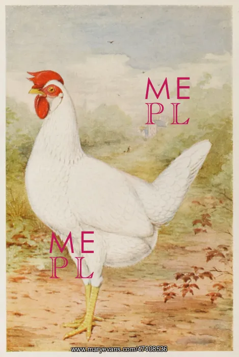  : WHITE LEGHORN PULLET
