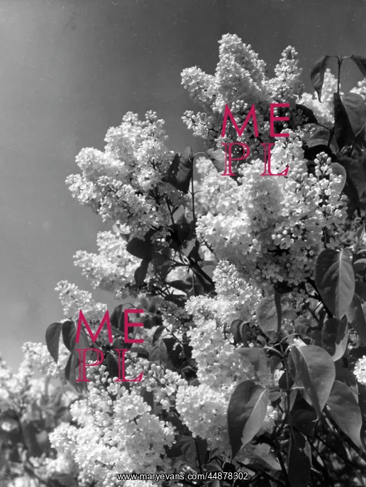 : WHITE LILAC : WHITE LILAC
