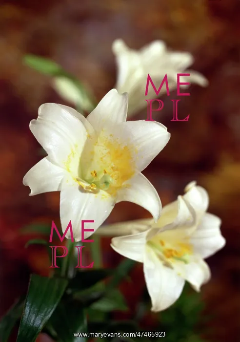  : White Lilies