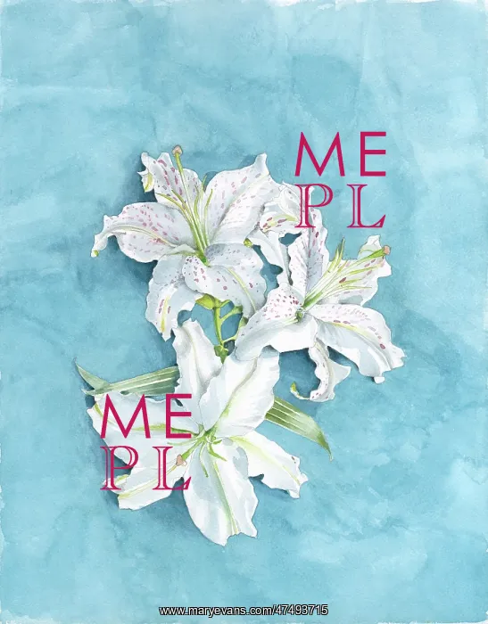 : Three White Lilies : Three White Lilies