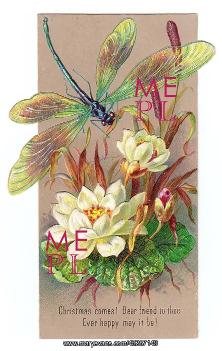 : White lilies and dragonfly on a Christmas card : White lilies and dragonfly on a Christmas card