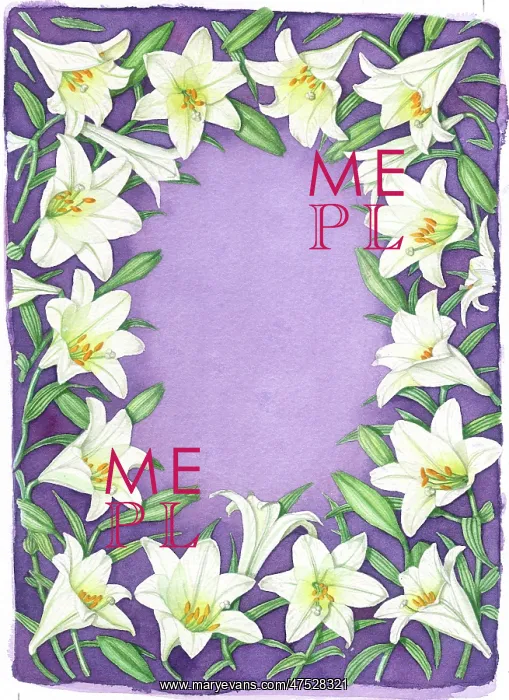 : White Lilies on Mauve Background : White Lilies on Mauve Background