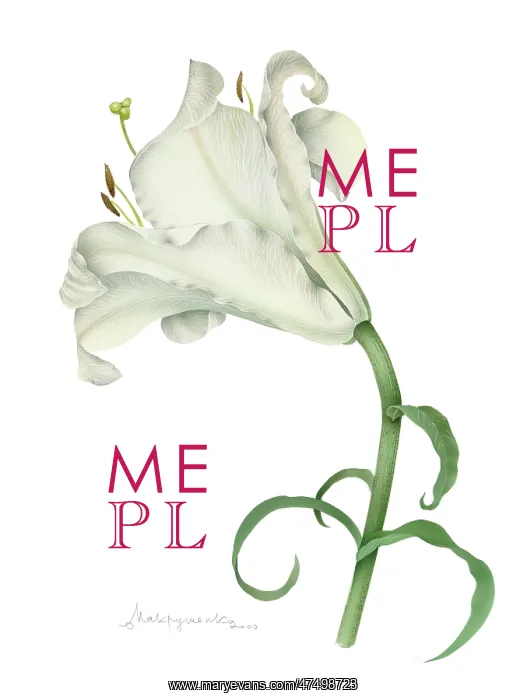  : White Lily
