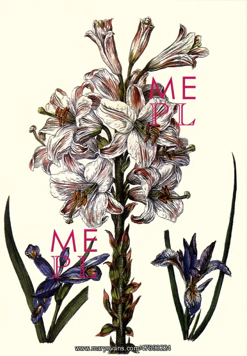 : The White Lily Striped with Purple : The White Lily Striped with Purple