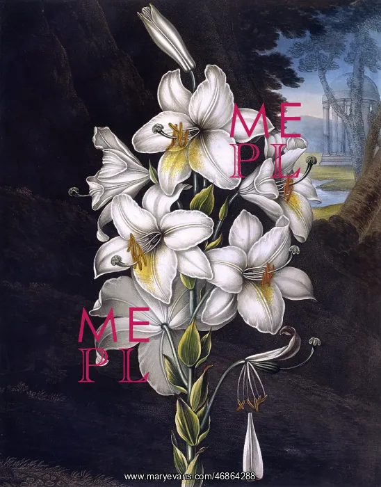 : The White Lily with variegated leaves : The White Lily with variegated leaves