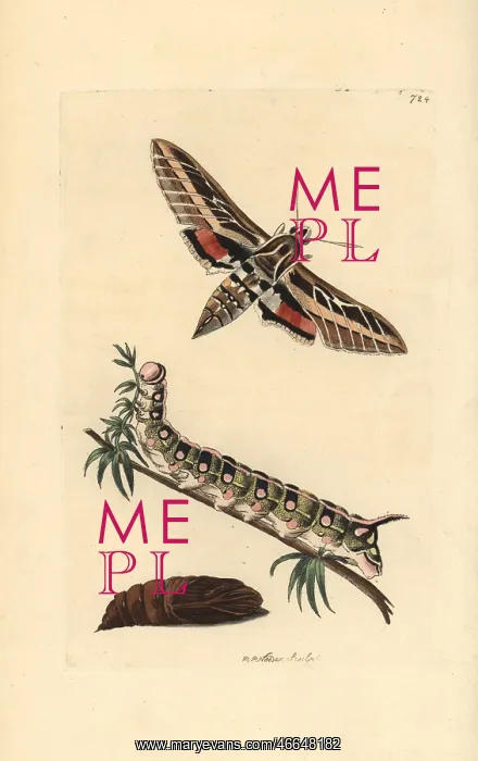 : White-lined sphinx moth, Hyles lineata, caterpillar and pupa : White-lined sphinx moth, Hyles lineata, caterpillar and pupa