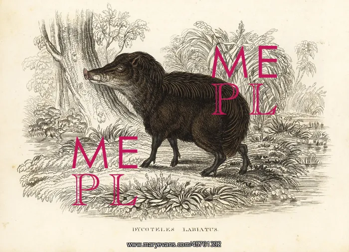 : White-lipped peccary, Tayassu pecari : White-lipped peccary, Tayassu pecari
