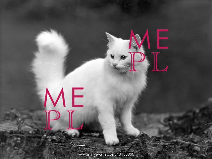 : WHITE LONGHAIRED KITTEN : WHITE LONGHAIRED KITTEN