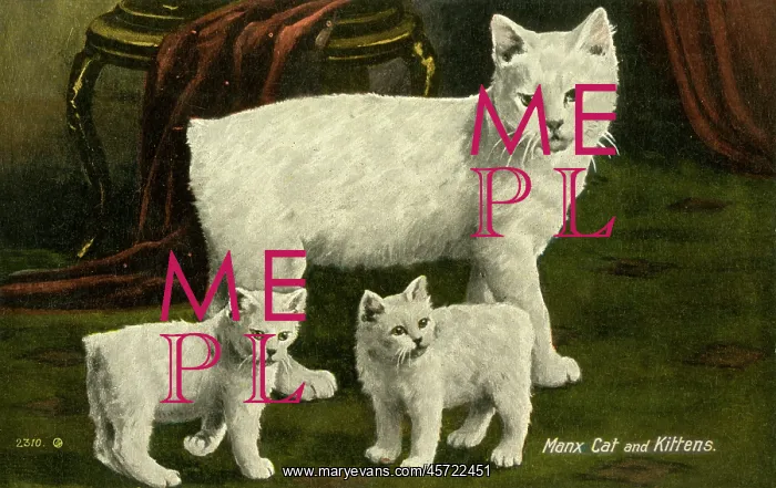  : White Manx Cat and Kittens